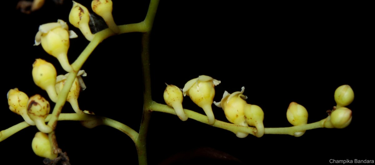 Hopea brevipetiolaris (Thwaites ex Trimen) P.S.Ashton